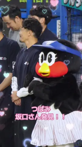 つばみ　愛しのグッチさん発見！！#swallows #つばみ #つばみちゃん #坂口智隆 #ヤクルトスワローズ 