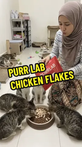 #makanankucing #foodcat 