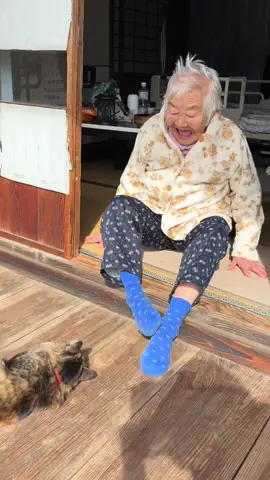 かまって欲しい猫 #おばあちゃんと猫