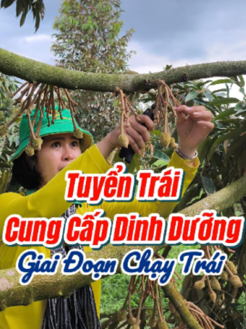Tuyển Trái Đi Dinh Dưỡng Giai Đoạn Chạy Trái #kythuatwelofarm #lambongsauriengnghichvu #tuyentraisaurieng