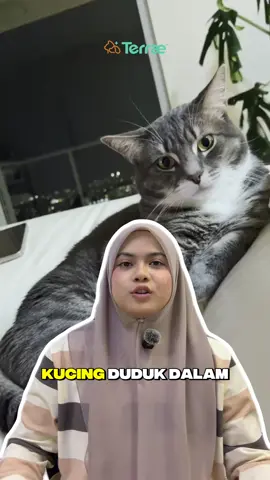 Kucing duduk rumah pon ada RISIKO terkena cacing yaa #TipsKucing #Kucing #KucingMalaysia #PetCare #fyp 