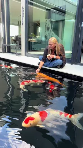 Daniela und ihre Koi 😍🫧🤩 #koi #konishi #garten #pond #koiteich 