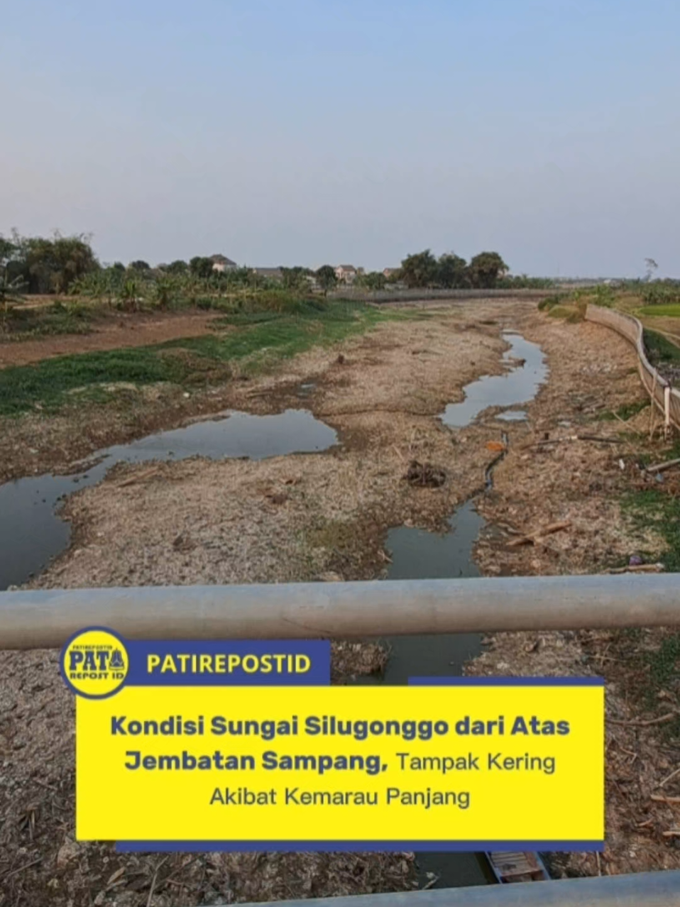 Kondisi Sungai Silugonggo dari Atas Jembatan Sampang, Tampak Kering Akibat Kemarau Panjang.  Sebelumnya viral kondisi bendungan karet jakenan yang mengering dan banyak ditemukan ikan sapu-sapu beberapa minggu lalu, Kini kondisi di sungai Silungonggo tampak masih kering. Kondisi ini semakin parah dengan berlarutnya musim kemarau yang sedang terjadi saat ini. Dampaknya berpengaruh sekali salah satunya untuk mengairi sawah jadi terhambat. #pati #patirepostid 