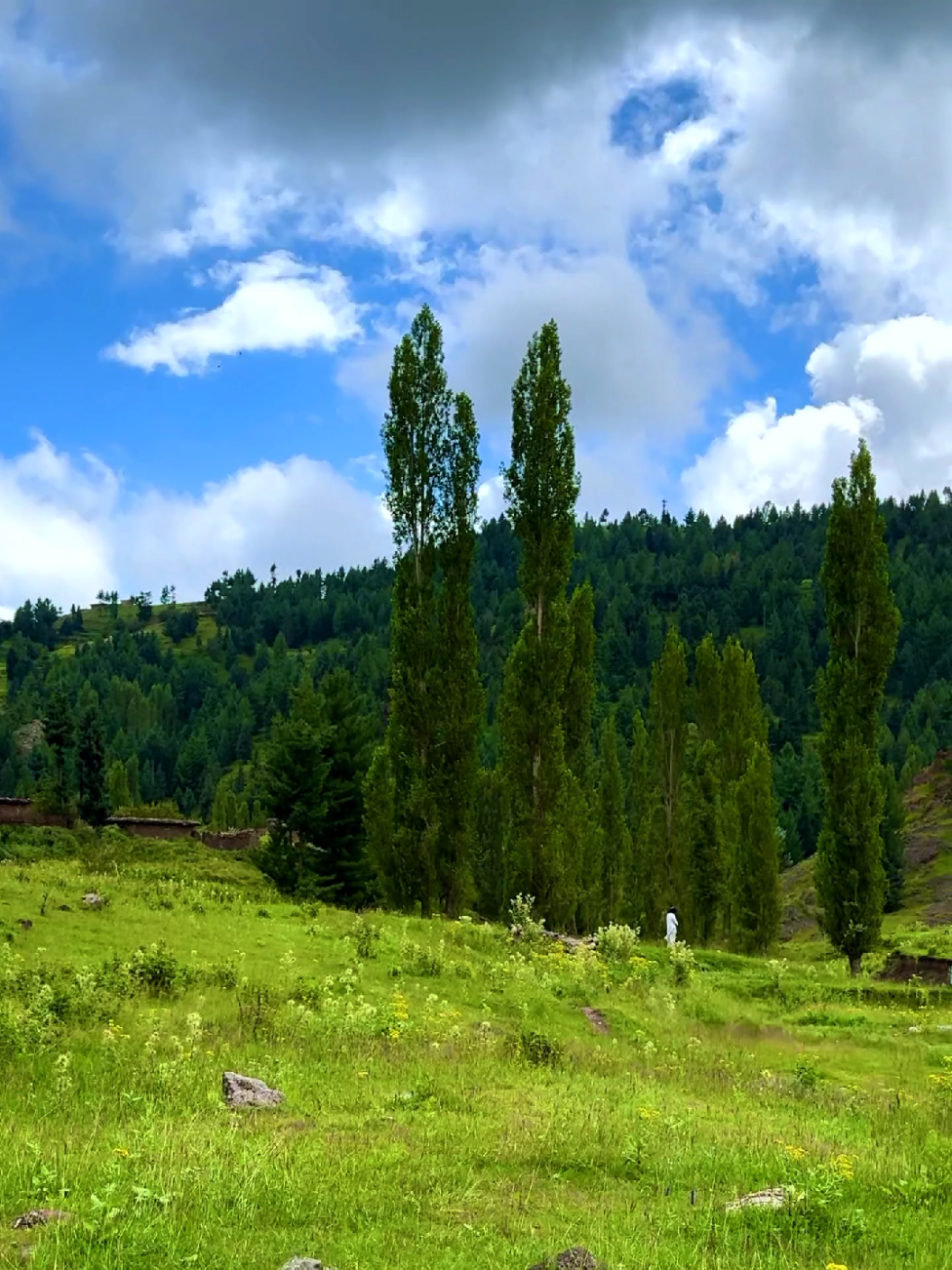 JaNaT WaTaN 🌸🌼🌿 #waziristan #viralvideo #growmyaccount #پشتون_تاجیک_هزاره_ازبک_زنده_باد🇦🇫 