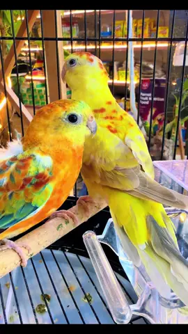 💛 Yellow Parakeet — bright, beautiful & full of personality! A stunning little companion with vibrant yellow plumage. ✨ #YellowParakeet #Parakeet #Budgie #dubaibirdsae #DubaiBirds 