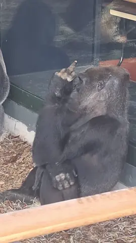 Gorillas have a lot of personality 😂😂#funyvideo #foryoupagе #gorilla #foryoupagе 