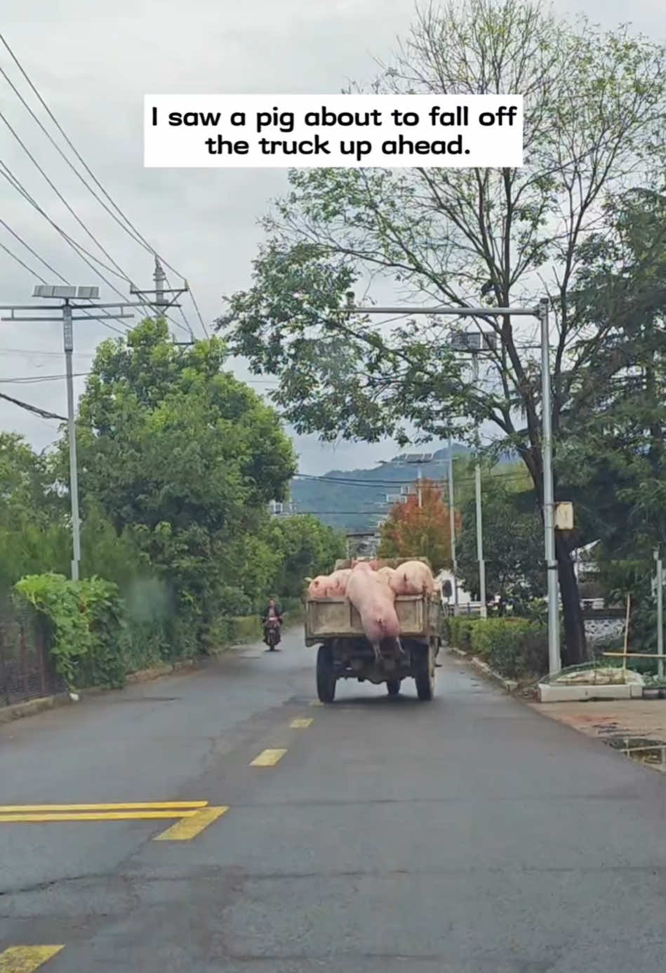 I saw a pig about to fall off the truck up ahead and then…#rescue #animals #fyp #pig 