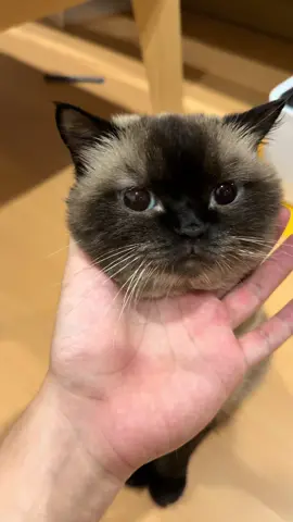 แงงงงงงง😭มันจูไม่รักเเล้วว😂 #มันจูรสเห็ดออรินจิ #cat #แมว 