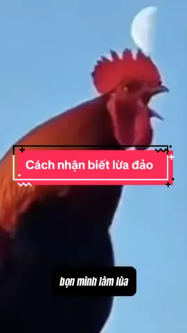 Cách nhận biết lùa gà lừa đảo trong trading #starttrader #hoangminh #bacdaomon 