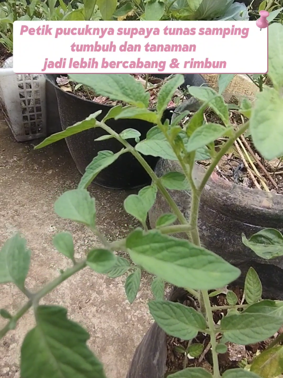 Pohon tomat kedua aku yg udah di pruning pucuk atas pas masih agak kecil alhasil tumbuhnya mengangkang 😁 #TipsBertanam #TanamanTomat #Tomat #Menanam #KebunRumah 