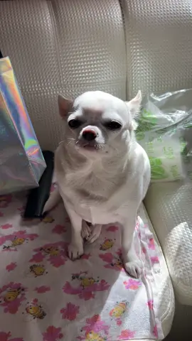 #foryou #chihuahua #trending #viral #livehighlights 