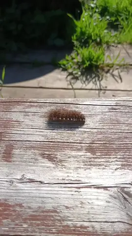 @sunnyfishie #caterpillar #мем #fyp #viral #trending #смех 