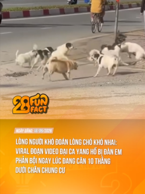 PHE ĐỊCH PHE TA KHÓ PHÂN BIỆT #theanh28 #theanh28news #theanh28funfact #tiktoknews