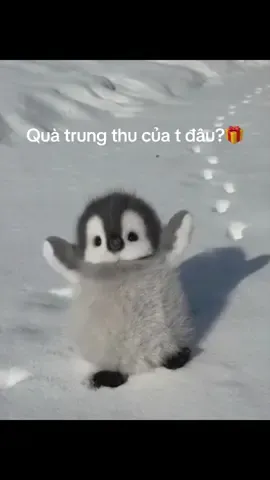Quà t đâu@套 配合 啊💋💕 @Ngân 😘 @class 5b2 - THVA @cam kawaii~~~ @Cường @TTTM 💫 