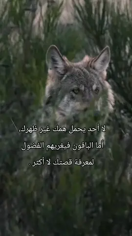لا أحد يحمل همك غير ظهرك،  أما الباقون فيغريهم الفضول  لمعرفة قصتك لا أكثر .
