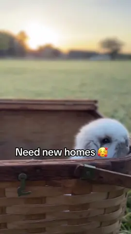#bunnytok #cutebunny #bunnylove #pet #fyp  @Fluffy Bunny Home 🐰 