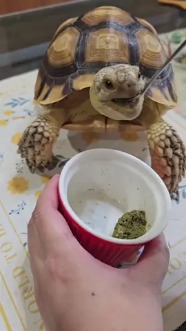 Let’s eat #PetsOfTikTok #Tortoiseandtortoisecare #sulcatatortoise #sulcatasoftiktok #petlover 