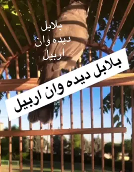 خورماخوره كاني ديده وان اربيل