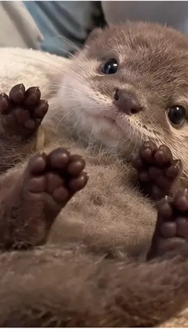 Cute otter #cute #baby #otter #fyp #dealsforyoudays 