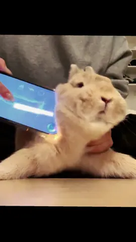 Naughty bunny will get:#rabbit #bunny #rabbitsoftiktok #funny #cute 