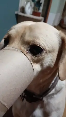que opinan escape deportivo???? #lomasvisto #viral #graciosos #perritostiktokers #viraltiktok 