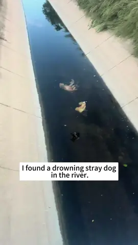 Rescue stray dog #rescue #animals #dog 