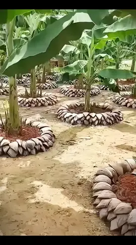 Extraordinary! This farmer uses coconut husks to create raise beds in his banana plantation. Not only that, this woman also applies the same method in her backyard — neatly arranged like this. The result is not only eco-friendly, but also effective in keeping the soil moist and supporting plant growth. A brilliant farming idea that combines creativity and sustainability — simple yet powerful. 👉 Tap the cart to check the product! Follow for more smart and eco-friendly agricultural ideas. #agrivue #farminglife #agriculture #ecofarming #coconuthusk 
