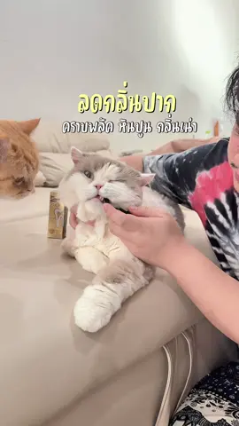 Oral den tal spray ลดกลิ่นปากหมาแมว สลายคราปพลั้ค #สเปรย์ดับกลิ่นปากแมว #สเปรย์ดับกลิ่นปากสัตว์เลี้ยง 