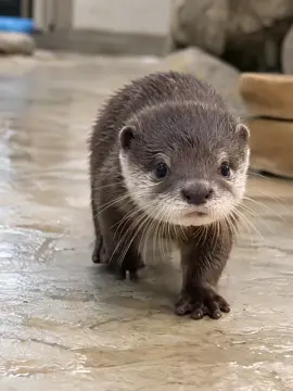 Lovely otter#fyp #dealsforyoudays #otter #viral #funn 