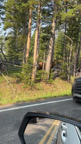 At highway speeds, a deer can appear in tront of you with almost no warning. One collision can mean deployed airbags, major front-end damage, or even a totaled car. So now whenever I drive around Yellowstone at night, I slow down and keep my eyes on both sides of the road. Yellowstone wildlife is incredible to see — just hopefully not in the middle of your lane. a f 9 Yellowstone National Park #Yellowstone #YellowstoneNationalPark #YellowstoneWildlife #RoadTripUSA #NationalParkLife
