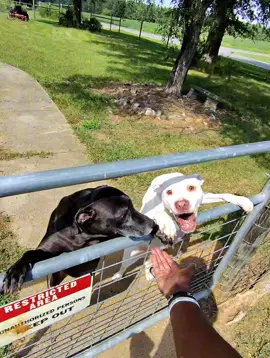I Almost Lost My Fingers 😵🤣 . . . . . . . . . . . . . . #dog #dogsoftiktok #doglover #dogtok #doogie 