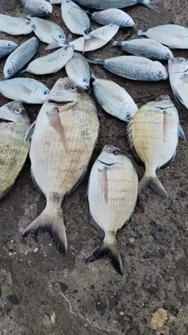 #fishing #silenzioadesso #bolognese #bigattino 