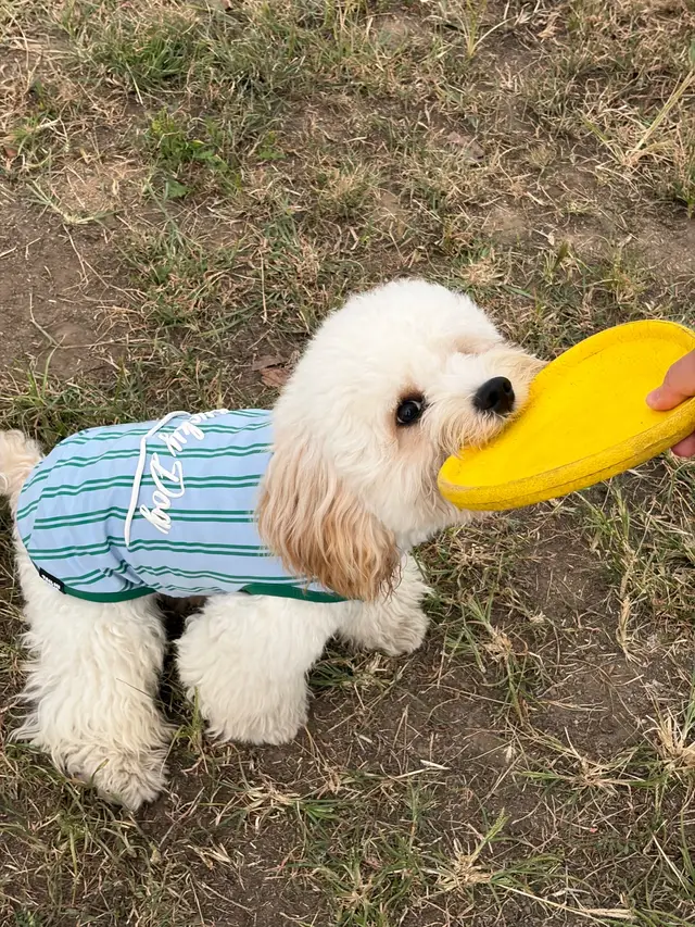 Lightweight, soft and stretchy enough for the chase, the tug, and the next round. Cute clothes shouldn’t stop them from being dogs. 🍀 https://tailmipaws.com/products/lucky-striped-tank-top #DogTok #DogFashion #DogClothes #PetTok #CuteDogs