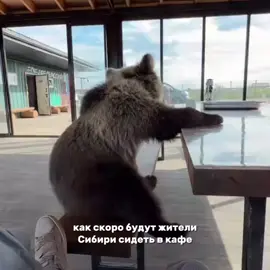 и смешно и страшно, жить в Сибири, где вышло около 100+ медведей кайф #fyr #featureme #trendingvideo #viralpost #foryoupage 