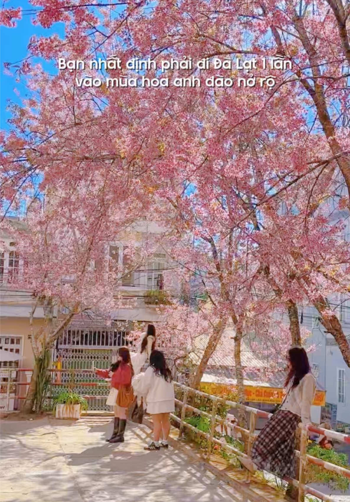 Có hẹn với Đà Lạt vào mùa hoa anh đào 🌸 #oanhtacsaigon #dalat #hoaanhdao #maianhdao #viral 