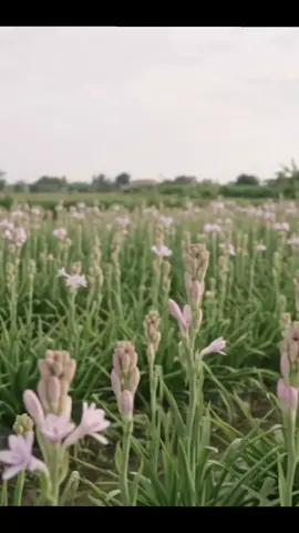 Huệ tim#xuhuong #tiktoklive #caygiong #viralvideo 