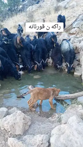 #چیای_کوڕەک #ماشاءالله_تبارك_الله #اکتیف_بن_اکتیف_سفڕە😕💔 #🥺🥺🥺🥺🥺🥺 