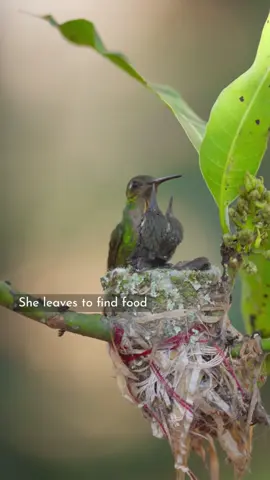 She always comes back. ❤ A mother hummingbird returns to the nest to feed her tiny babies. Nature’s sweetest little moment. 🐦 #hummingbird #hummingbirds #babyhummingbird #hummingbirdnest #hummingbirdfeeding 