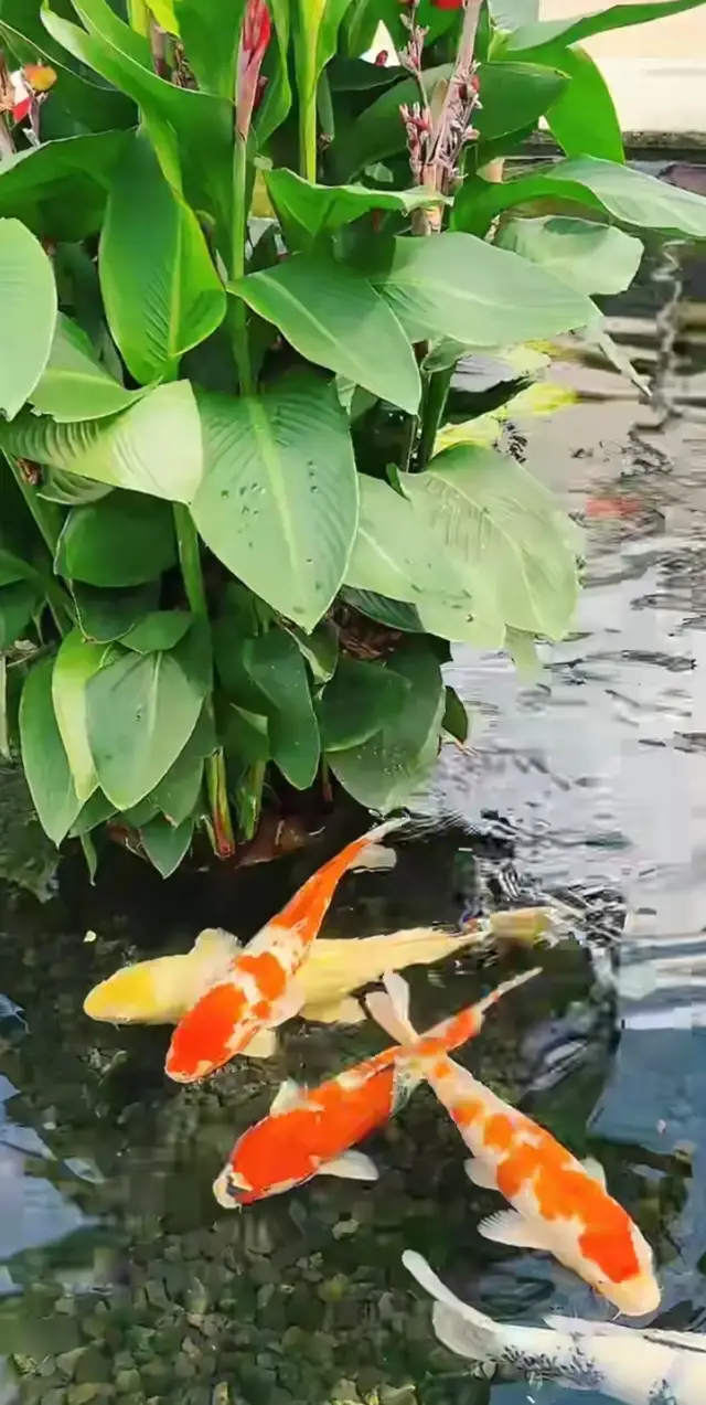 Assalamualaikum semua😊😊salam senja🌿🌿🌿Layannn...
