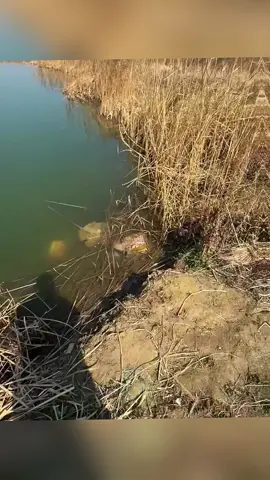#fishing #fyp #angler #naturaleza #riverfishing 