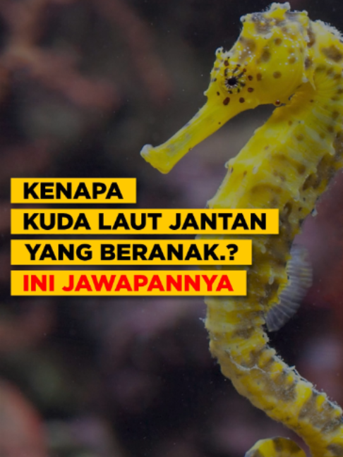 Kenapa Kuda Laut Jantan Yang Beranak Ini Jawapannya #NatGeoBang #faktamenarik #faktaunik #haiwanlawak