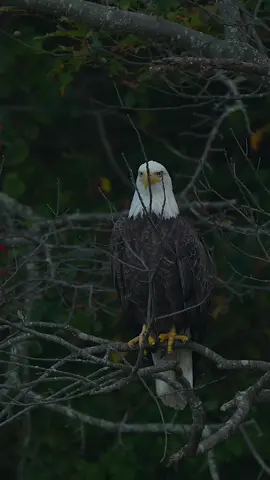 Bald Eagle 🦅 trying to hide behind some sticks  #eaglepower #eaglesacademy 