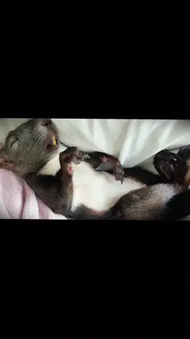 Heard a squirrel snore?#squirrel #squirrels #squirrelsoftiktok #funny #cute 