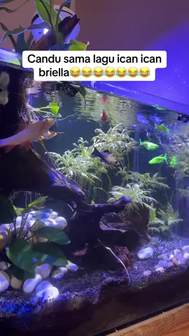 Lagu hist 2026😂😂😂 create by briella samaon🤣🤣🤣@Humphries Family #briellababysamson #fyppppppppppppppppppppppp #foryoupage #tiktok 