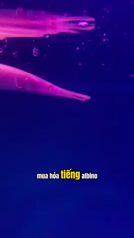 Nếu bị giao nhầm abino thành Florida abino liệu anh em có biết ko @Chiến cá shop @Trại cá cảnh 18 #alligator #petfish #nuoica #xuhuongtiktok 