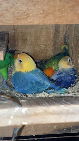 Siap untuk di panen😍😍 #lovebird #burunglovebird #lovebirdindonesia #ternaklovebird #anakanlovebird 