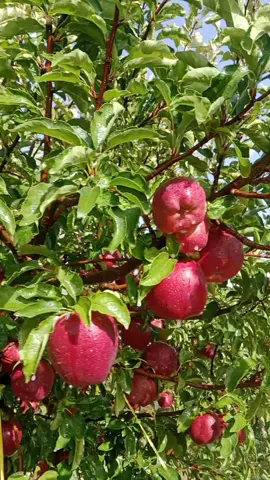 #توبہ۔کاکڑی🍎 