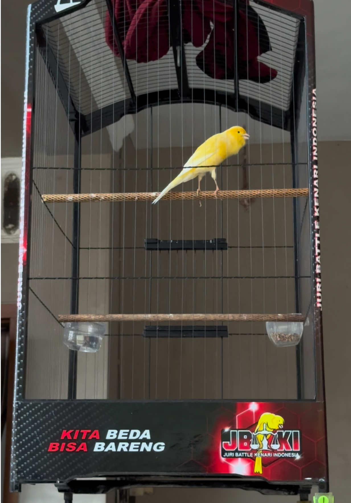 Dik Tokyo🇯🇵 #kenari #burung #hobby #kicaumania #lombaburung 