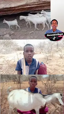 #Abwaanidriis1nogo #abwaancumar #SOMALi #TIKTOK #alabari 