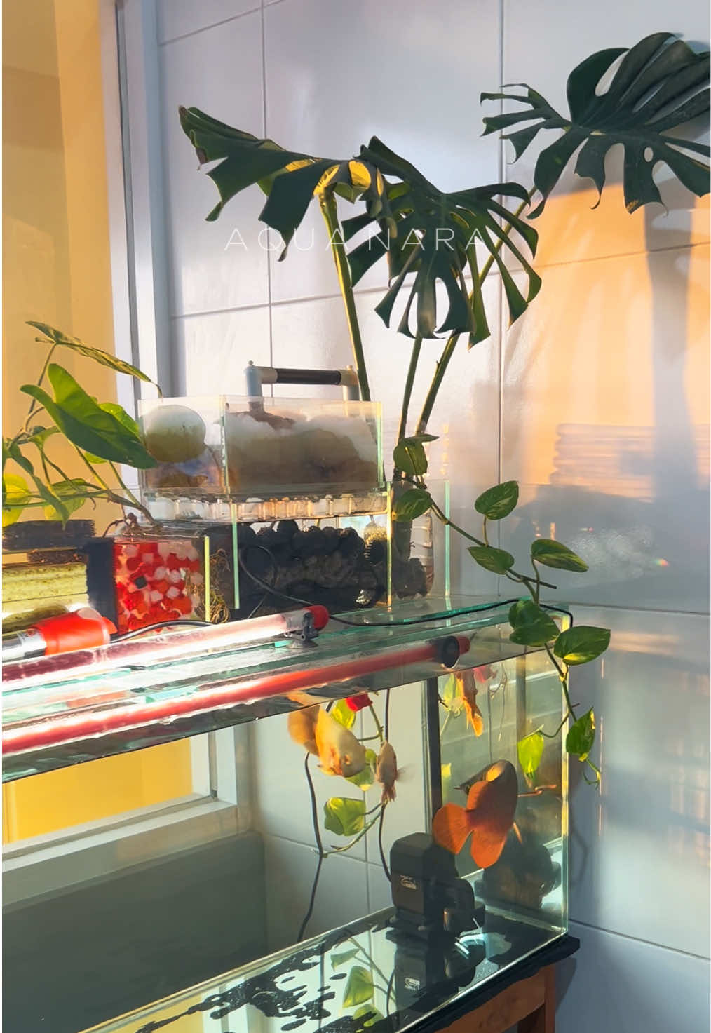 Golden hour #arowana #oscarfish #fishkeeping #goldenhour #arwanasuperred 